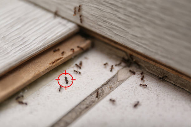Best Emergency Pest Control  in Riverton, UT