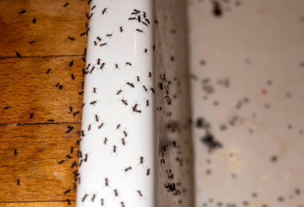 Best Pest Control Near Me  in Riverton, UT