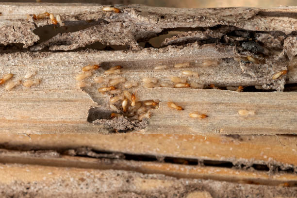 Best Residential Pest Control  in Riverton, UT